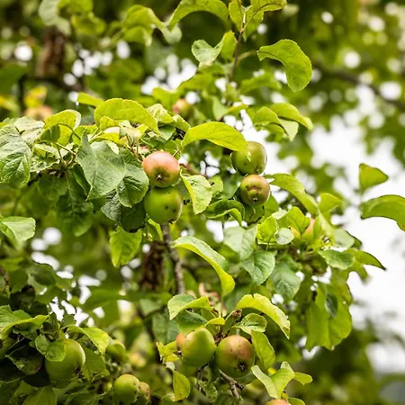 Apartamento Aubauerngut *