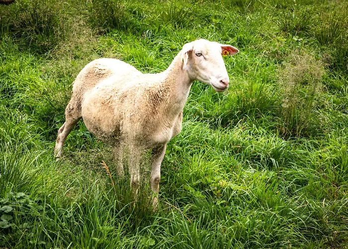Aubauerngut Lägenhet